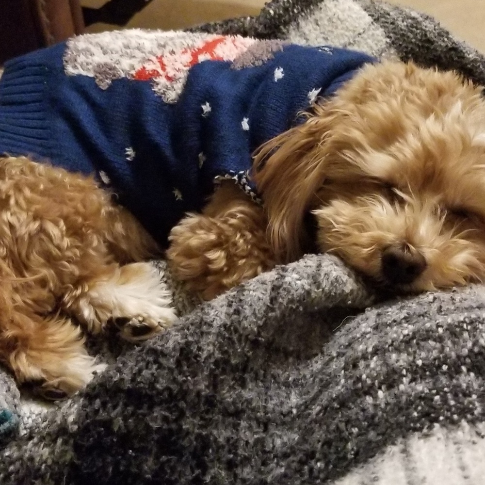 Meet your Posher, Caryn